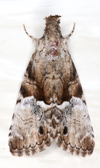 Alophosoma emmelopis
