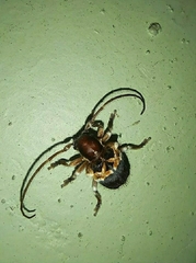 Desmiphoropsis variegata