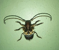 Desmiphoropsis variegata