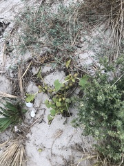 Xanthium strumarium canadense