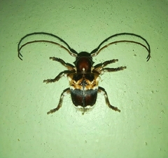 Desmiphoropsis variegata