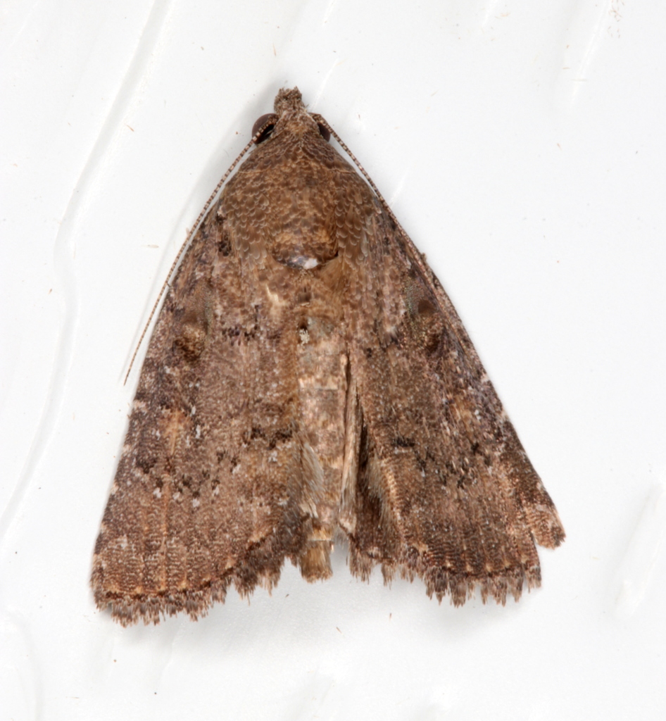 Ilima Moth (Lepidoptera (butterflies and moths) of the British Indian