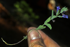 Scutellaria antirrhinoides