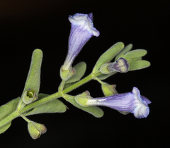 Scutellaria antirrhinoides