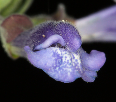 Scutellaria antirrhinoides