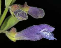 Scutellaria antirrhinoides