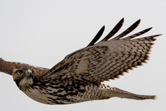 Buteo jamaicensis