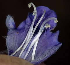 Scutellaria antirrhinoides