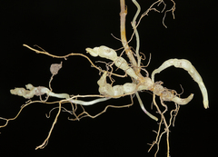 Scutellaria antirrhinoides