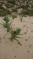Ferraria foliosa
