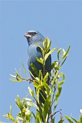 Cyanoloxia glaucocaerulea