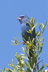 Cyanoloxia glaucocaerulea