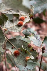 Atrusca trimaculosa