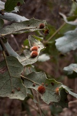 Atrusca trimaculosa