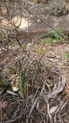 Quaqua mammillaris