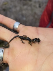 Aneides klamathensis