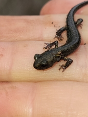 Aneides klamathensis