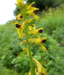 Corydalis cornuta