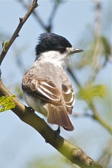 Xenopsaris albinucha