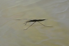 Cylindrostethus