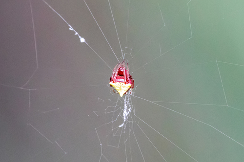 Verrucosa arenata image