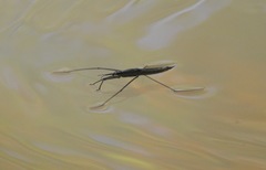 Cylindrostethus