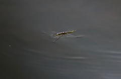 Cylindrostethus