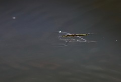 Cylindrostethus