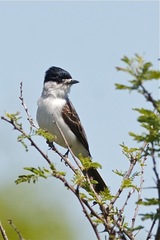 Xenopsaris albinucha