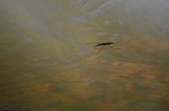 Cylindrostethus
