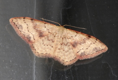 Idaea halmaea