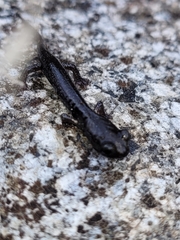 Aneides klamathensis