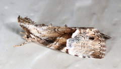 Alophosoma emmelopis