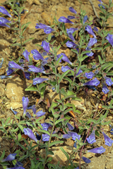 Scutellaria antirrhinoides