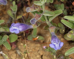Scutellaria antirrhinoides