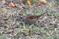 Zonotrichia albicollis