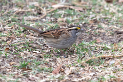 Zonotrichia albicollis