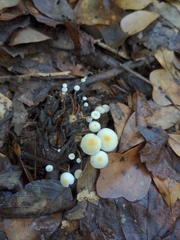 Strobilurus conigenoides