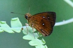 Iambrix salsala salsala