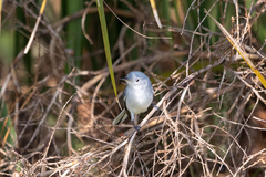 Polioptila caerulea image