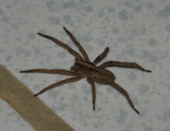 Centroctenus brevipes