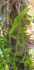 Dendrobium crumenatum