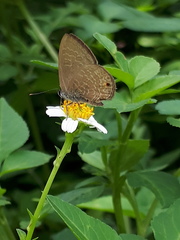 Anthene emolus goberus