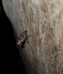 Chrysochroinae
