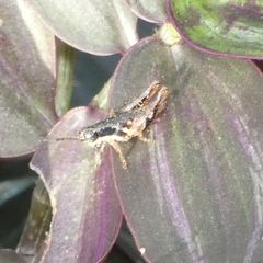 Eujivarus meridionalis