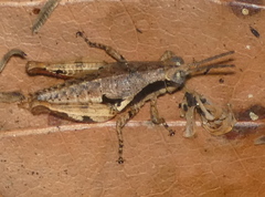 Eujivarus meridionalis