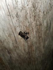 Chrysochroinae