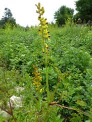 Corydalis cornuta