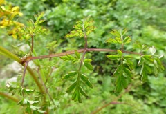 Corydalis cornuta