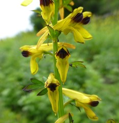 Corydalis cornuta